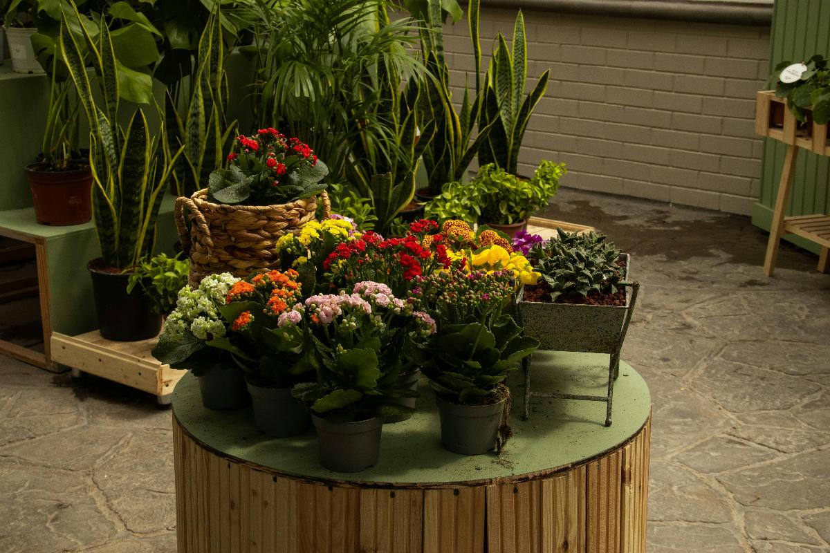 Angoli verdi: le piante più resistenti per chi ha poco tempo da dedicare al giardinaggio